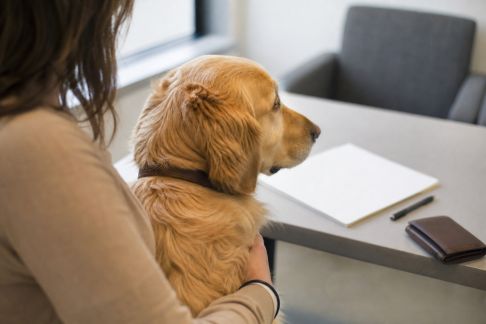 La gestion des soins vétérinaires coûteux : anticiper, financer, choisir son assurance