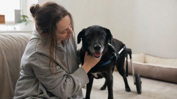 Vivre avec un animal handicapé : adaptation du quotidien et bien-être partagé