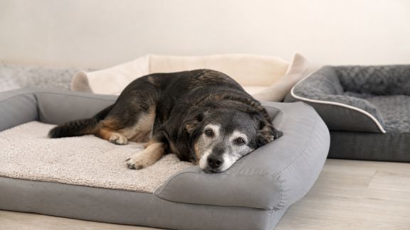 Comparatif des paniers orthopédiques pour chiens seniors : confort et maintien