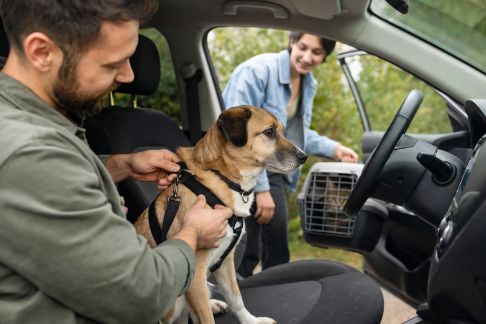 Covoiturage animalier : organiser des trajets entre passionnés pour l'adoption ou les soins