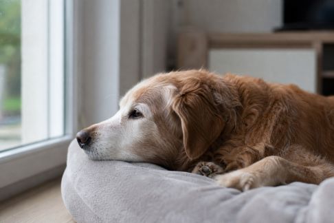 Accompagner son animal vieillissant : aménagements et soins à privilégier