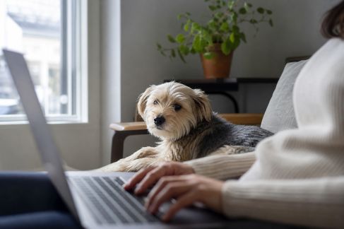L’influence du télétravail sur le quotidien des animaux domestiques en 2026