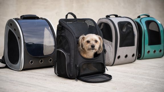 Comparatif des sacs à dos de transport pour petits animaux : mobilité et sécurité en promenade