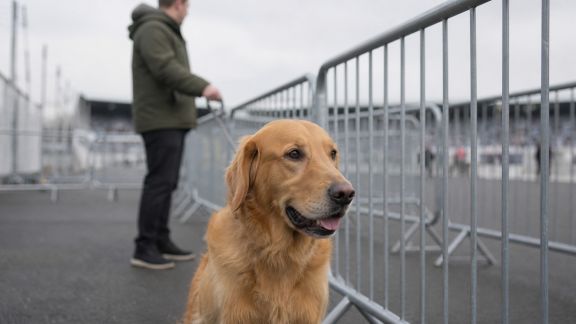 Gestion des animaux lors des événements sportifs majeurs : organisation et enjeux