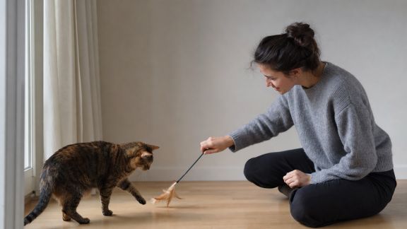 Mettre en place une routine de jeux pour stimuler l’intelligence de son animal