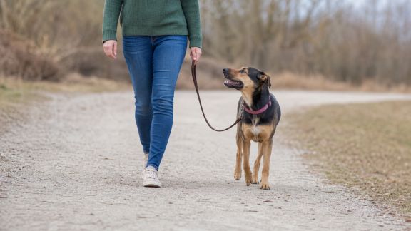Dresser son chien à ne pas tirer en laisse : exercices pratiques et conseils