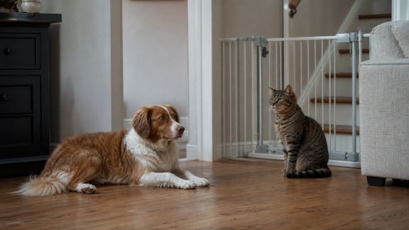 La prévention des accidents domestiques chez les animaux : gestes simples et aménagements essentiels
