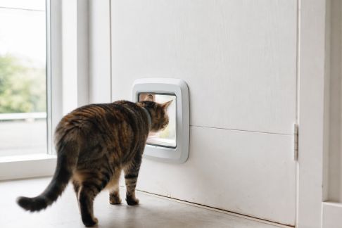Entraîner son chat à utiliser une chatière électronique : étapes et astuces