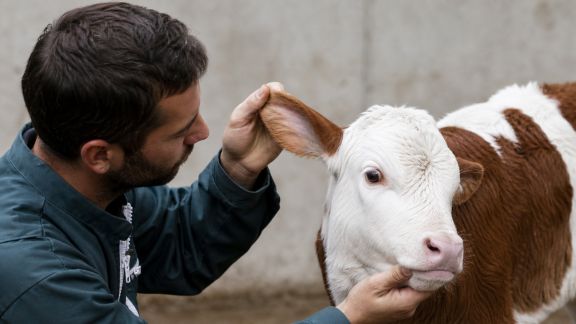 Réforme des procédures d’identification animale : ce que prévoit l’administration