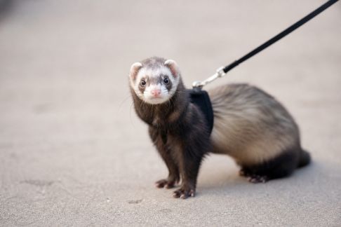 Éduquer un furet à la marche en laisse en plusieurs étapes faciles
