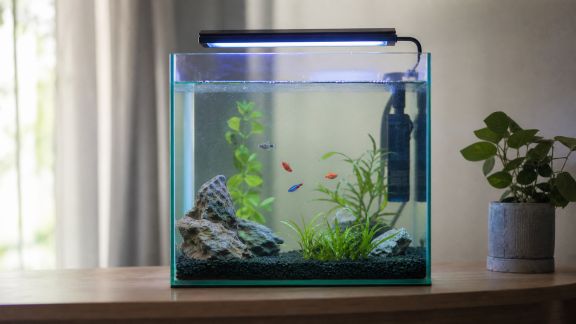 Essai de lampes UV pour aquarium : impact sur la santé des poissons et de l’eau