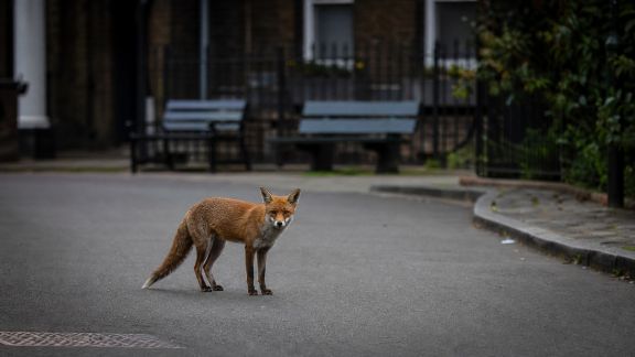 Les effets du confinement sur les comportements animaux : bilan et solutions durables