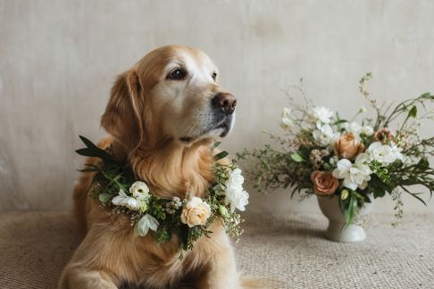 L’art floral pour animaux : quand bouquets et végétaux s’invitent dans les accessoires