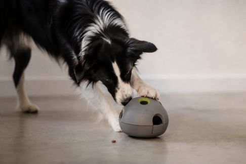 Meilleurs distributeurs de friandises interactifs pour chiens : robustesse et stimulation mentale