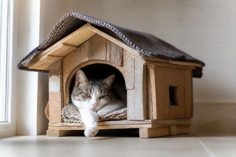 Construire une cabane confortable pour chat avec des matériaux recyclés