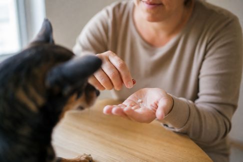 S’organiser pour l’administration facile des médicaments à son animal