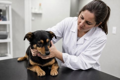 Nouveaux protocoles contre les maladies émergentes chez les animaux de compagnie