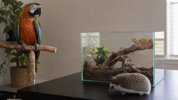 Animaux exotiques de compagnie : popularité montante et réalités à connaître