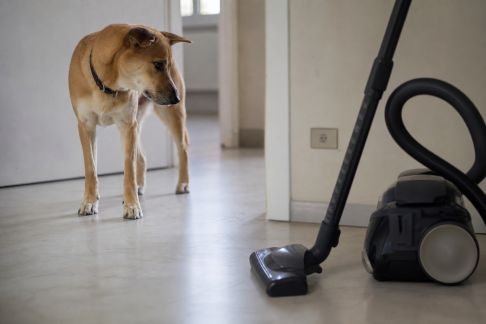Désensibiliser progressivement son chien à la peur de l’aspirateur