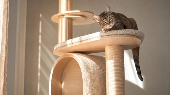 Analyse des arbres à chat design : allier esthétique et bien-être animal