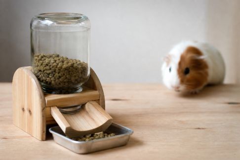 Réaliser un distributeur de croquettes maison pour NAC