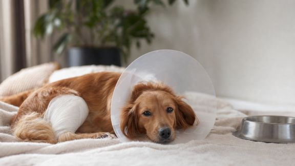Bien gérer la convalescence de son animal après une opération
