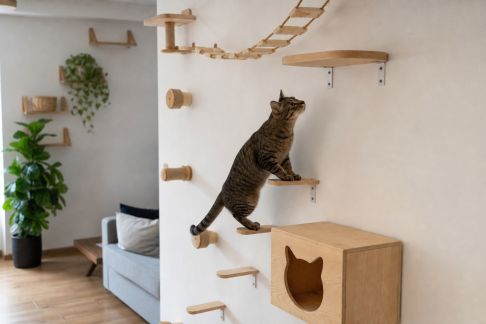 Installer un parcours d’escalade mural pour chats en appartement