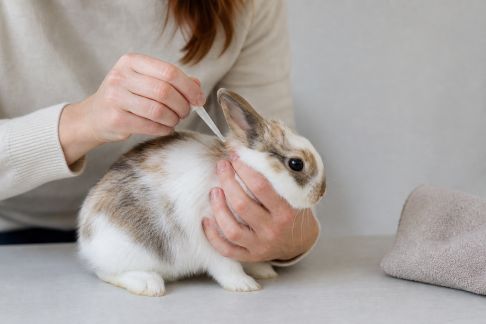 Apprendre à administrer un traitement antiparasitaire à son lapin