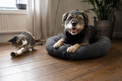 Idées pour réutiliser objets du quotidien pour le bien-être de son animal