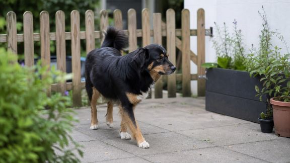 Créer un espace sécurisé en extérieur pour son animal : jardin, balcon ou terrasse