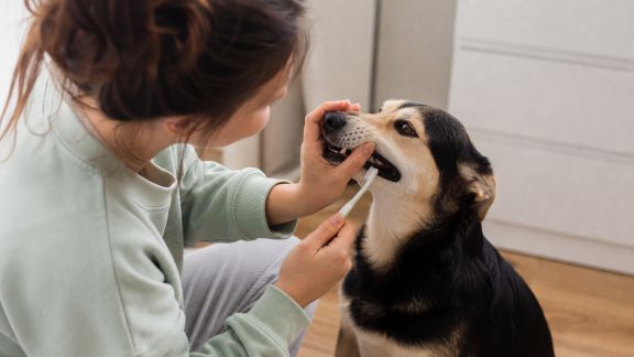 Techniques pour brosser les dents de son chien de manière ludique