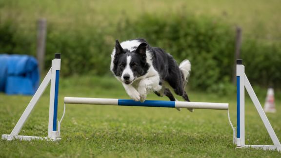 Essai de kits d’agilité pour chiens : stimuler son animal tout en s’amusant