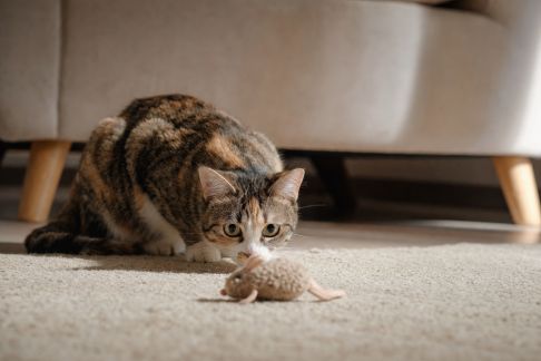 Encourager un animal timide à jouer : méthodes douces et efficaces