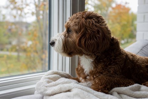 Aider son animal à bien vivre les changements de saison