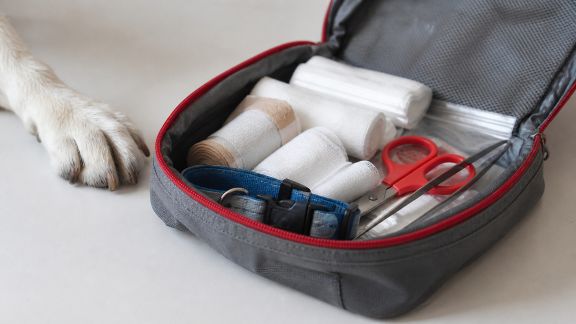 Test des kits de premiers secours pour animaux de compagnie : que valent-ils vraiment ?