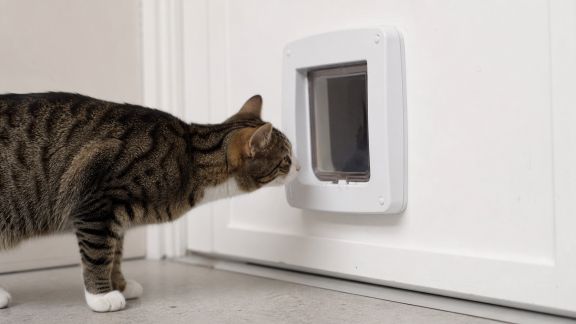 Comparatif des chatières électroniques pour chats : compatibilité, sécurité et facilité d’utilisation