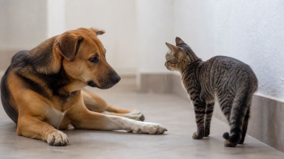 Introduire un chat dans un foyer où vit déjà un chien : mode d’emploi