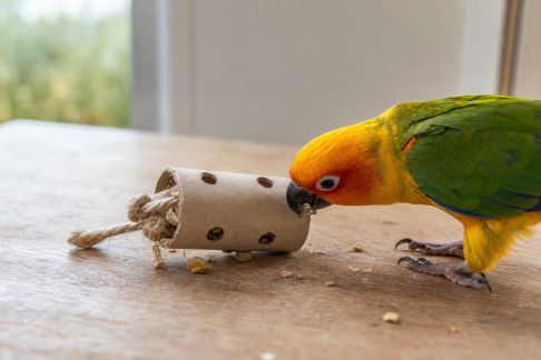 Créer un jouet distributeur de friandises pour perroquets