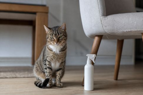 Sprays anti-griffades pour chats : efficacité, composition et facilité d’utilisation