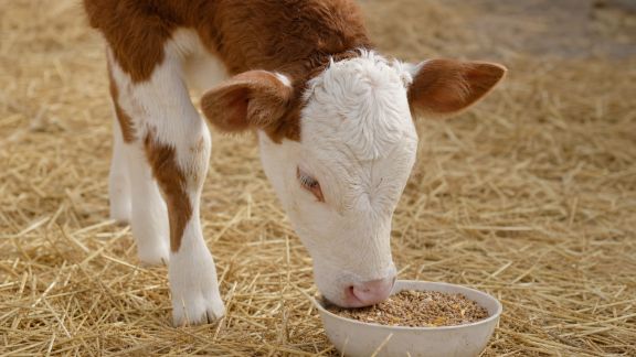 Comment encourager l’autonomie alimentaire chez les jeunes animaux