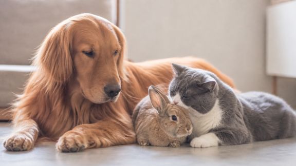 Entretien avec une famille multi-espèces : secrets d’une cohabitation harmonieuse entre chiens, chats et NAC
