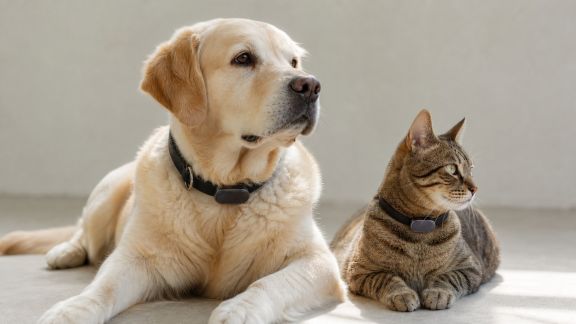 Les colliers fashion-tech : entre style et fonctionnalité pour chiens et chats
