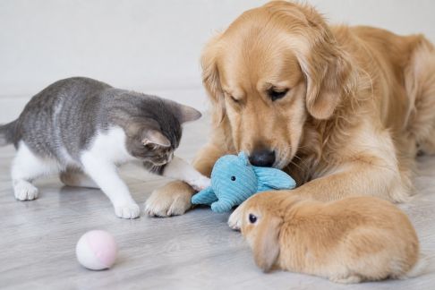 L’importance du jeu dans le développement des chiens, chats et NAC : activités adaptées et conseils pratiques