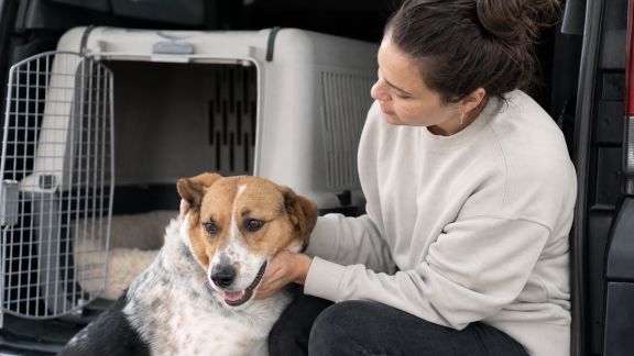 Entretien avec un spécialiste du transport animalier : voyager sereinement avec ses compagnons