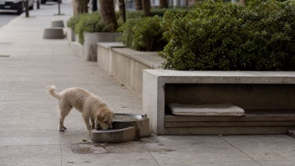 Installations urbaines pour animaux : vers des espaces publics plus inclusifs