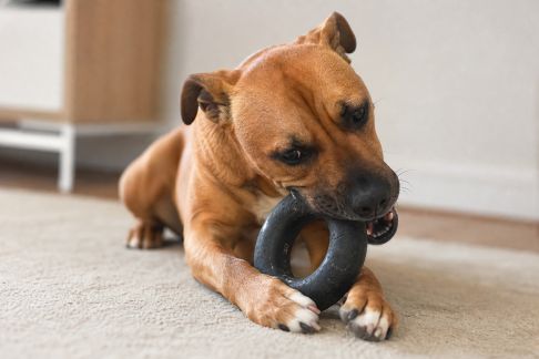 Meilleurs jouets à mâcher pour chiens destructeurs : résistance, matériaux et intérêt pour l’animal