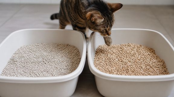 Litières agglomérantes vs litières végétales : lequel choisir pour son chat ?