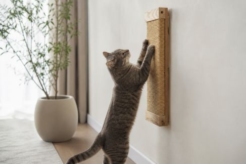 Fabriquer un griffoir mural pour chats actifs à moindre coût