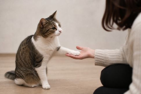 Apprendre à son chat à donner la patte : méthode simple et progressive