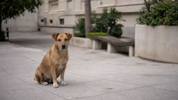 L’adaptation des animaux domestiques en milieu urbain : défis et recommandations
